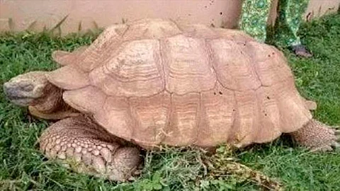 La tortuga tenía dos personas bajo su cuidado (Foto: @Cieminfo)
