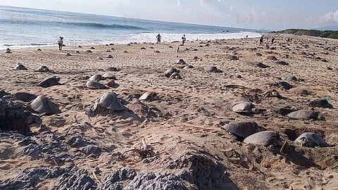 Los habitantes de la zona señalaron que se mantendrán al pendiente de la llegada de otras tortugas (Foto: RED113)