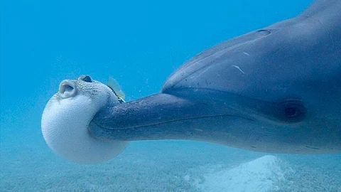 Las toxinas del pez globo tiene en los delfines un efecto hipnotizante
(Foto: Twitter/@41Strange)