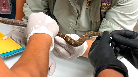 Los médicos veterinarios están llevando a cabo las revisiones a cada ejemplar (Foto: cortesía)