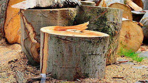 Las dependencias que integran la Mesa de Seguridad Ambiental han fortalecido los operativos junto con la fiscalía
(Foto: Ilustrativa/pixabay.com)
