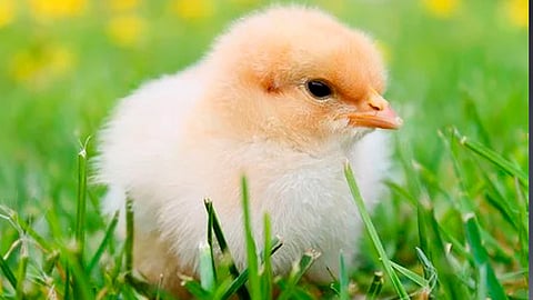 Fue en la ciudad de Bandung en donde las autoridades comenzaron con la “polinización” (Foto: Pixabay)