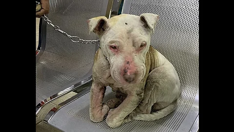 Prisión preventiva al presunto responsable (Foto: Twitter @MundoPatitas)