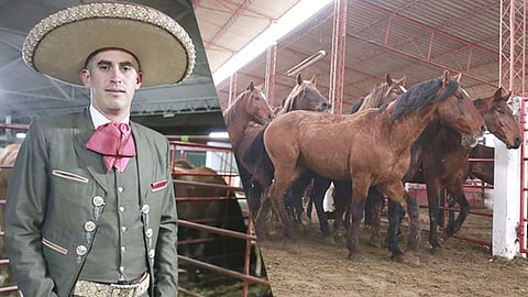 Alrededor de 810 toros y 250 yeguas serán las que se utilicen durante los 23 días de la justa deportiva (Foto Cortesía)