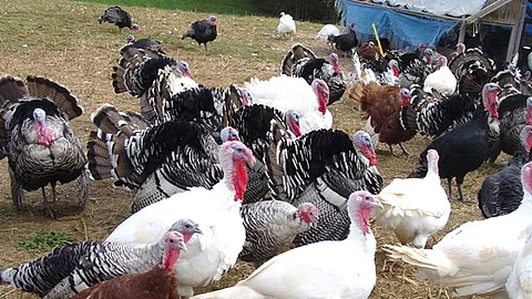 El valor anual de la comercialización de pavos en Michoacán, oscila entre los 8 millones de pesos (Foto Cortesía)