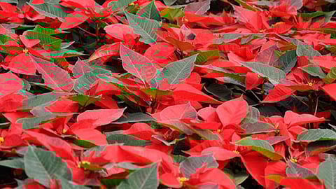 La producción de esta flor detona más de 3 mil 500 jornales directos (Foto: gob.mx)