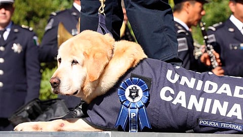 Podránr escatar a los perros y adiestrarlos
(Foto: Ilustrativa)