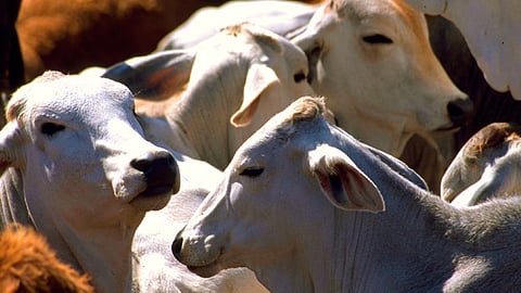 El PIB de las actividades primarias alcanzó 795,383 millones de pesos corrientes (Foto: gob.mx)