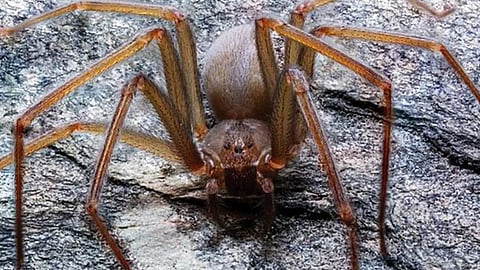 Esta especie de araña violinista puede vivir en asentamientos humanos (Foto: Especial)