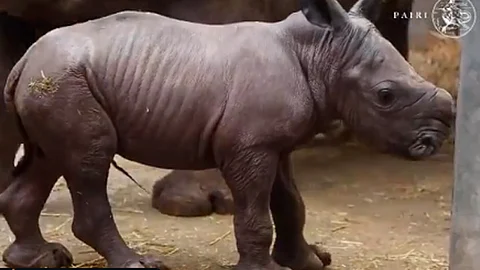 La caza furtiva amenaza a esta especie (Foto: Captura)