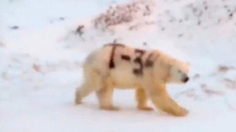 Hallan a oso polar con extraña pinta en su cuerpo, alarma a científicos