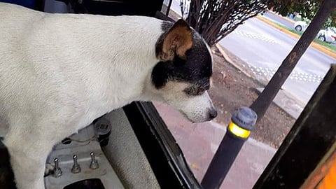 Siempre acompañaba al chofer a trabajar (Foto: Cortesía)