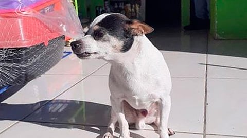 Había sido sustraído del camión en el que viajaba (Foto: Cortesía)