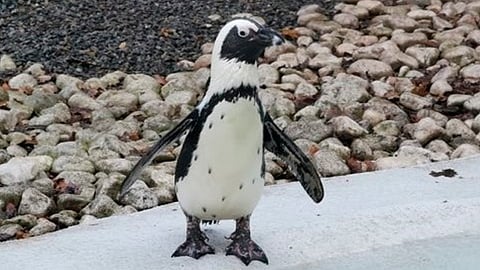 Hay 560 animales del recinto (Foto: gofundme.com)