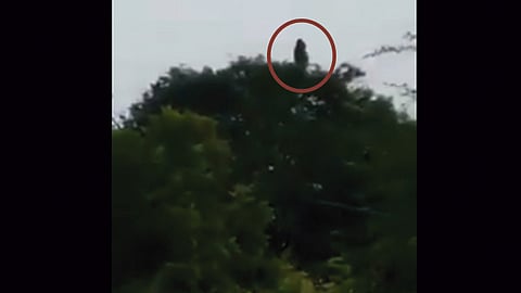 Estos hechos se registraron en la localidad de Córdoba (Foto: captura de video)