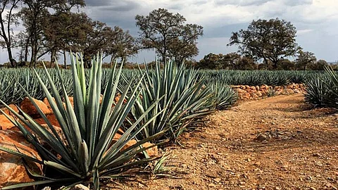 Producción de maguey podría estabilizarse en tres años en Michoacán