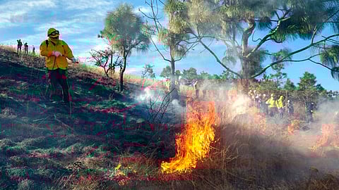 En el 2019 se registraron 722 incendios forestales en Michoacán (Foto: Josimar Lara)
