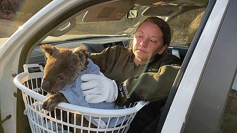 El jefe de equipo veterinario de emergencia de Australia del Sur, Steven Selwood cree que había unos 46 mil koalas en la isla (Foto: @HSI_Mexico