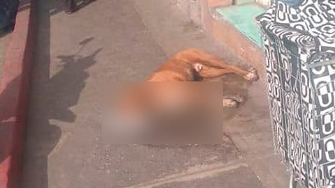 Ofrecen 5 mil pesos por información (Foto: La Polaka Maravatío)