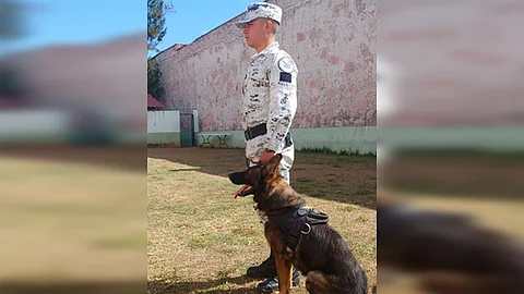 En esta exhibición participan la belleza de los caninos, pruebas de obediencia, por mencionar algunos (Foto: cortesía)