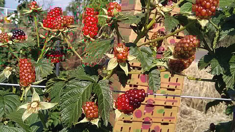 Michoacán produce el 97 por ciento de la zarzamora del país (Foto: cortesía)