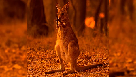 Esta catástrofe sólo es comparada con un “holocausto nuclear”, dijeron (Foto: worldwildlife.org)