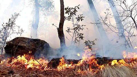 La mayoría de los incendios se presentan para cambio de uso de suelo, las autoridades hacen el llamado a las personas para que no se permita (Foto: gob.mx)