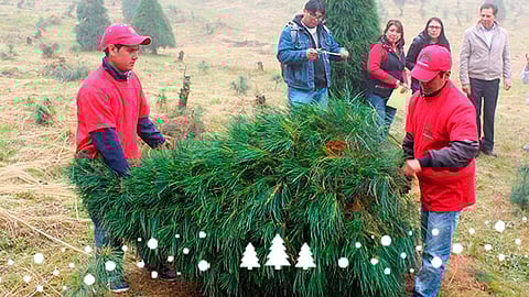 Esto con la finalidad de concientizar a la ciudadanía a no tirar los árboles (Foto: semarnat)