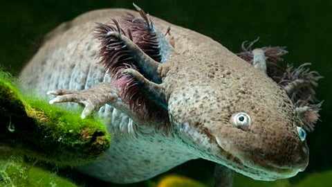 Buscan estudiar las condiciones actuales de las poblaciones de ajolotes y achiques nativos de la entidad y generar políticas públicas para su conservación (Foto: Cortesía)