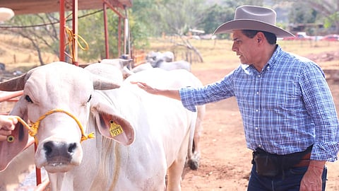 En los últimos 4 años, Unidades de Fomento Ganadero en Michoacán han aumentado 40% el número de cabezas de ganado (Foto: Cortesía)