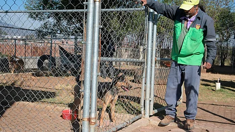 El director del Centro de Atención Animal recalcó que el que haya muchos perros callejeros se puede convertir en un problema de salud pública (Foto: Cortesía)