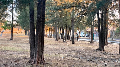 Piden vecinos de la avenida San Juanito Itzícuaro que se mantengan los árboles de la zona por ser un pulmón de la ciudad (Foto: Cortesía)