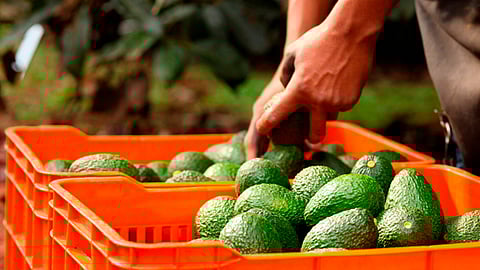 Más del 76 por ciento ( 1,659,840 aprox) toneladas se cosecha en Michoacán, le siguen Jalisco con 9.2%, y el Estado de México con 4.5 % de la producción nacional (Foto: Cortesía)