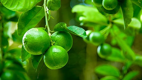 El Programa de Agricultura Sustentable fue fundamental, ya que en los cultivos se incrementó hasta un 80 por ciento la producción (Foto Cortesía)