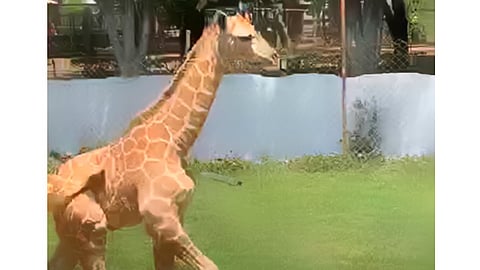 Debido a la contingencia sanitaria, la presentación se hizo por redes sociales (Fotograma: Zoológico de Morelia)