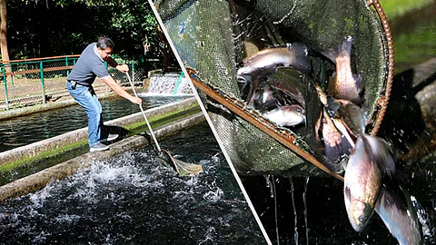 Calidad y sabor en apoyo a la economía familiar (Foto Cortesía)