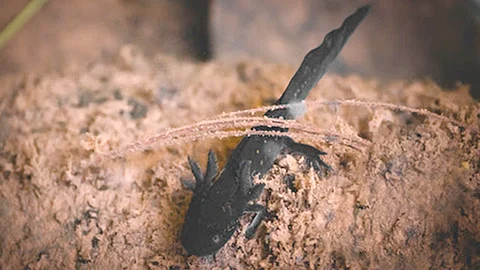 Esta especie se encuentra amenazado por la pérdida y degradación de su hábitat natural debido a la urbanización de las comunidades (Foto Cortesía)