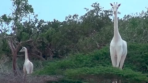 Eran un atractivo turístico y una especie excepcional (Foto: @Nat Gio Wild)