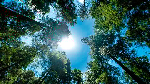 El mandatario estatal aseguró que su gobierno no bajará la guardia en torno a la defensa del medio ambiente en Michoacán, pese a la presencia de la pandemia (Foto: gob.mx)