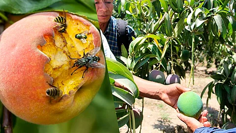 Estas acciones son en beneficio de más de 5 mil productores que trabajan en alrededor de 30 mil hectáreas de cultivos de frutos (Foto Cortesía)