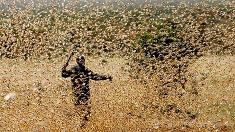 Las langostas han pasado tres meses dañando el este de África y Oriente Medio (Foto Twitter: @Blueboy10)