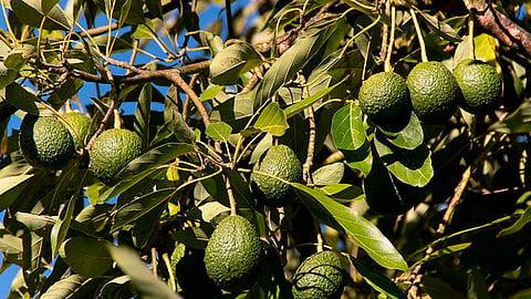 Estas medidas han permitido incluso seguir con las exportaciones de los productos agroalimentarios (Foto: Ilustrativa)