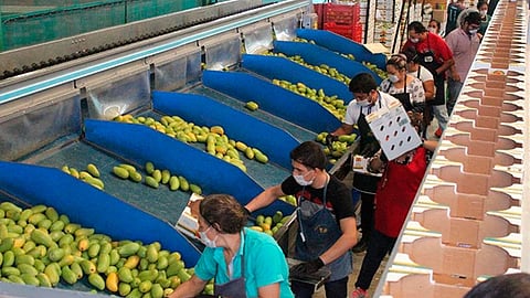 Acuerdan productores y empacadores no enviar frutos tiernos, así como cuidar la calidad de las exportaciones para ampliar los mercados (Foto Cortesía)