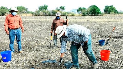 Sólo en abril, 15 municipios y más de 47 hectáreas, serán beneficiadas con el compostaje y lombricomposta (Foto Cortesía)