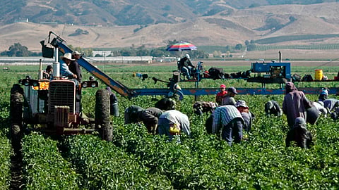 En este programa se autorizan en promedio 27 mil visas por temporada (Foto: foodispower.org)