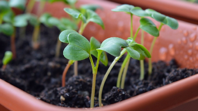 El integrante de la Cooperativa El Árbol recalcó que con este tipo de iniciativas no hay pretexto de poder iniciar un huerto en casa (Foto: pixabay)