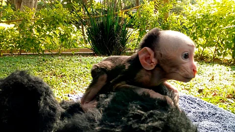 El macaco nació el pasado 31 de diciembre de 2019 (Foto: Cortesía)