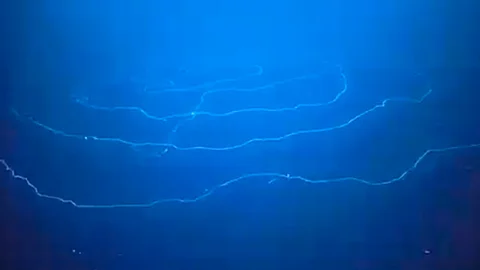 En Twitter Schmidt Ocean publicó el video (Fotograma: Schmidt Ocean)