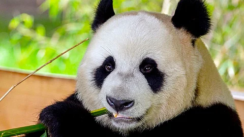 El panda gigante es una especie en peligro de extinción que solo se encuentra en China (Foto Facebook: Ouwehands Dierenpark Rhenen)