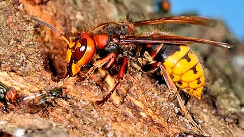 Avispones asiáticos ponen en peligro a la población de abejas en EU